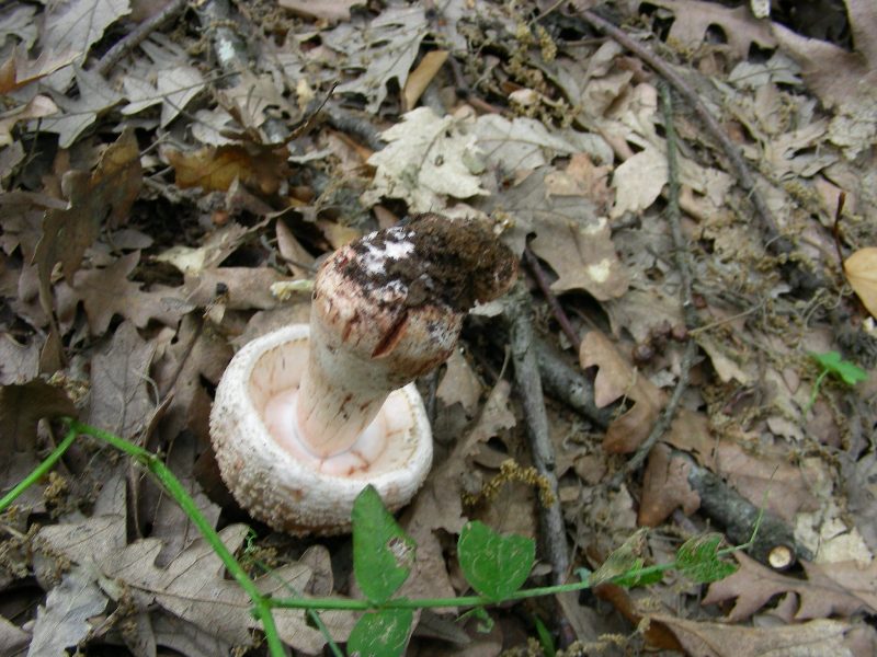 5) Fotografati il 12.06.2012. sotto Quercia (bosco asciutto)